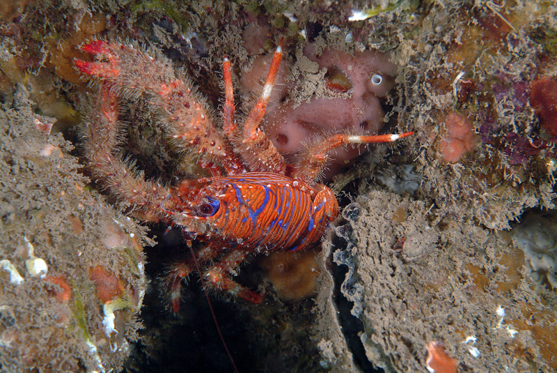 Galathea strigosa